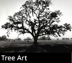 Framed Tree Art