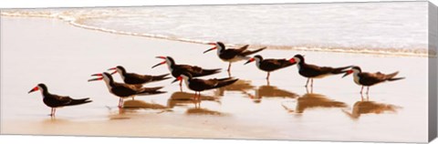 Framed Black Skimmers II Print