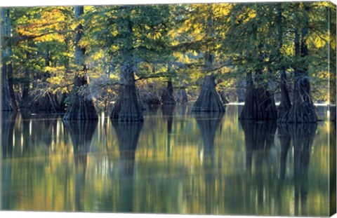Framed Bald Cypress Trees At Horseshoe Lake State Park, Illinois Print