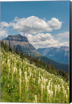 Framed Beargrass As Seen From Glacier National Park Print