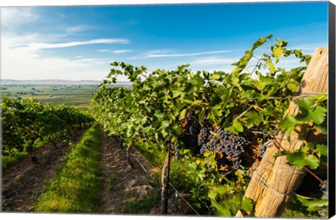 Framed Grenache Grapes From A Vineyard Print