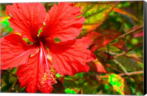 Framed Red Hibiscus Print