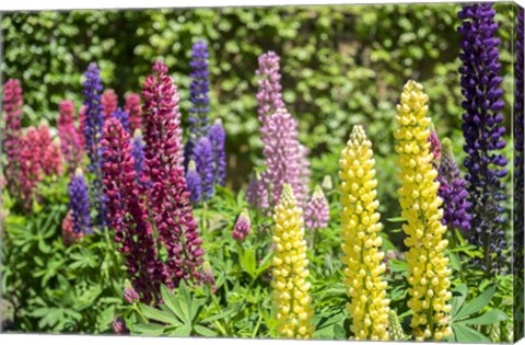 Framed Colorful Lupines Print
