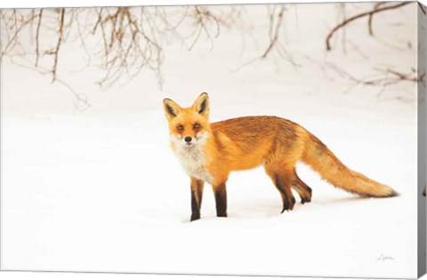 Framed Red Fox IV Print