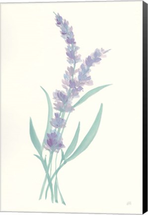 Framed Lavender II Print