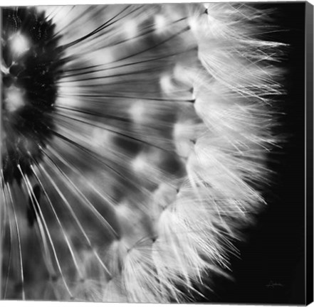 Framed Dandelion on Black III Print