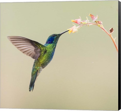 Framed Blue-Eared Violet Hummingbird Feeding On Flower, Talamanca Mountains, Costa Rica Print