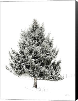 Framed Lone Pine Print
