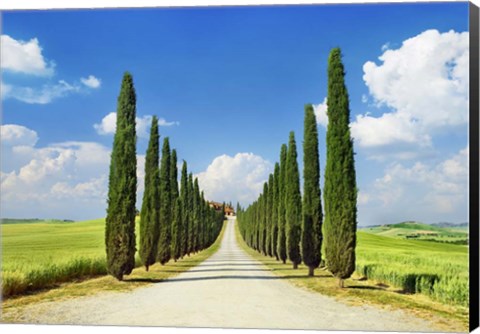 Framed Cypress alley, San Quirico d&#39;Orcia, Tuscany Print