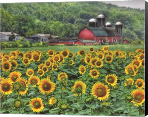 Framed Sunflower Farm Print