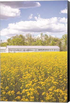 Framed Field of Yellow I Print
