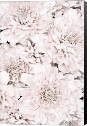 Framed Chrysanthemum No 7 Print