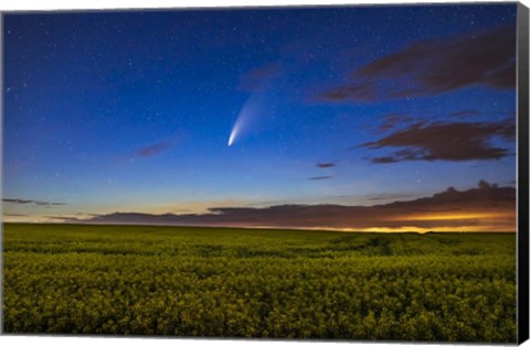 Framed Comet NEOWISE Over a Ripening Canola Field Print