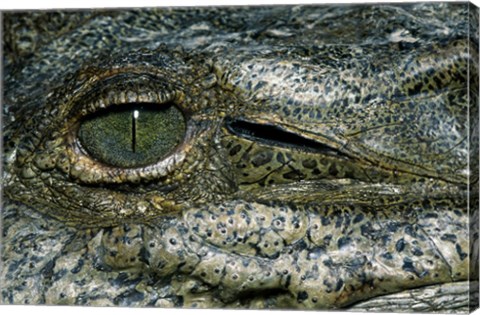 Framed Close-up of the eye of an American Crocodile Print