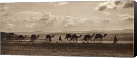 Framed Egyptian Camel Transport Print