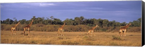 Framed View Of A Group Of Giraffes In The Wild, Maasai Mara, Kenya Print