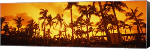 Framed Palm trees on the beach, The Setai Hotel, South Beach, Miami Beach, Florida, USA Print