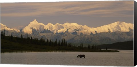 Framed Moose standing on a frozen lake, Wonder Lake, Denali National Park, Alaska, USA Print