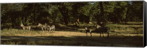 Framed Herd of zebras in a forest, Hwange National Park, Matabeleland North, Zimbabwe Print