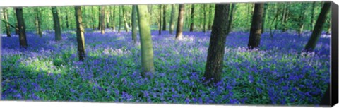 Framed Bluebells in a forest, Charfield, Gloucestershire, England Print