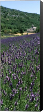 Framed Lavender crop with a monastery in the background, Abbaye De Senanque, Provence-Alpes-Cote d&#39;Azur, France Print