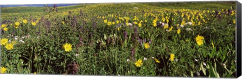 Framed Wildflowers in a field, Crested Butte, Colorado Print