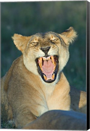 Framed Close-up of a lioness roaring, Ngorongoro Conservation Area, Arusha Region, Tanzania (Panthera leo) Print