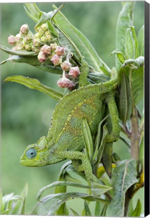 Framed Close-up of a Dwarf chameleon (Brookesia minima), Ngorongoro Crater, Ngorongoro, Tanzania Print