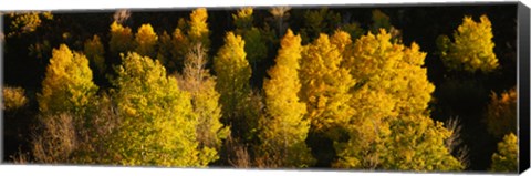 Framed High angle view of Aspen trees in a forest, Telluride, San Miguel County, Colorado, USA Print