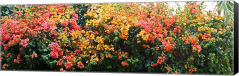 Framed Bougainvillea flowers in garden, St. John, US Virgin Islands Print