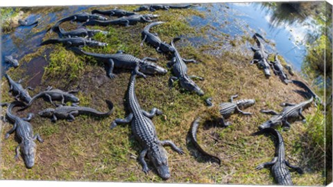 Framed Alligators along the Anhinga Trail, Everglades National Park, Florida, USA Print