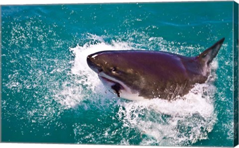 Framed Great White Shark, Capetown, False Bay, South Africa Print