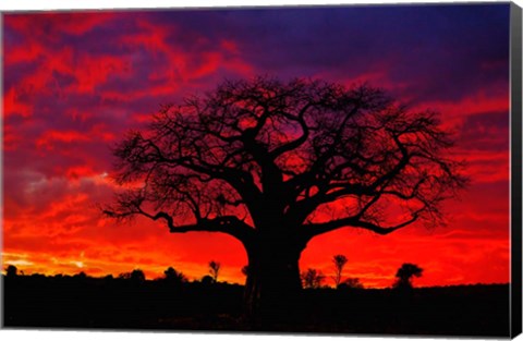 Framed African baobab tree, Tarangire National Park, Tanzania Print