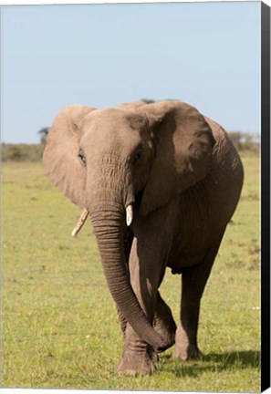 Framed African Elephant, Maasai Mara, Kenya Print