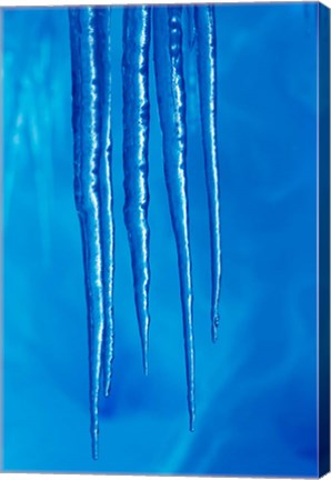 Framed Antarctica, Icicles hanging from the roof of a glacial ice cave. Print