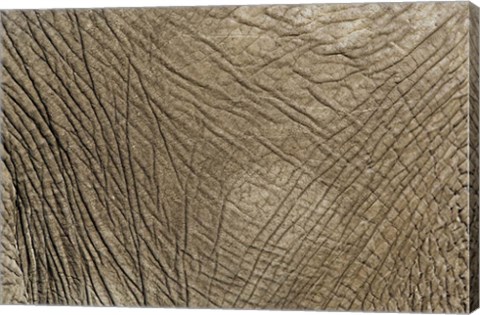 Framed African Elephant skin, Masai Mara, Kenya Print