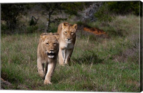 Framed Lion, Kariega Game Reserve, South Africa Print