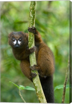 Framed Primate, Red-bellied Lemur, Mantadia NP, Madagascar Print
