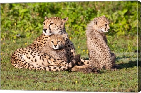 Framed Tanzania, Ngorongoro Conservation, Cheetahs Print