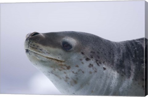 Framed Visitors Get Close-up View of Leopard Seal on Iceberg in Cierva Cove, Antarctic Peninsula Print