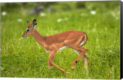 Framed Young Black-faced impala, Etosha National Park, Namibia Print