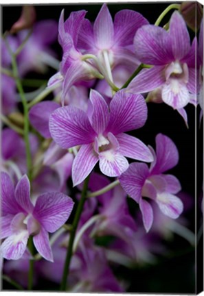 Framed Singapore. National Orchid Garden - Purple/White Orchids Print