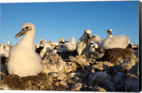 Framed Shy Albatross chick and colony, Bass Strait, Tasmania, Australia Print