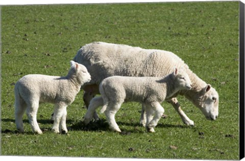 Framed Sheep and Lambs, near Dunedin, Otago, South Island, New Zealand Print