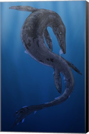 Framed Tylosaurus, a Giant Marine Squamata Shedding its Skin Print