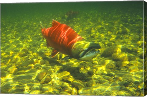 Framed British Columbia, Adams River Sockeye salmon migrating Print