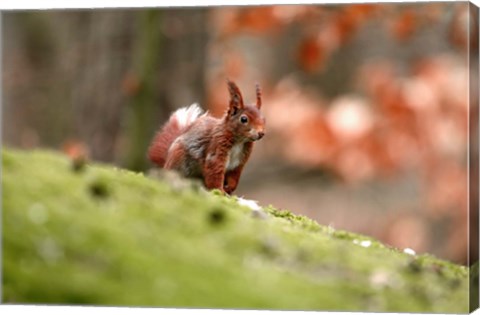 Framed UK, England Red Squirrel Print