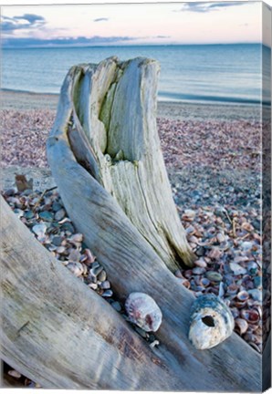 Framed Driftwood on the shell-covered Long Beach in Stratford, Connecticut Print