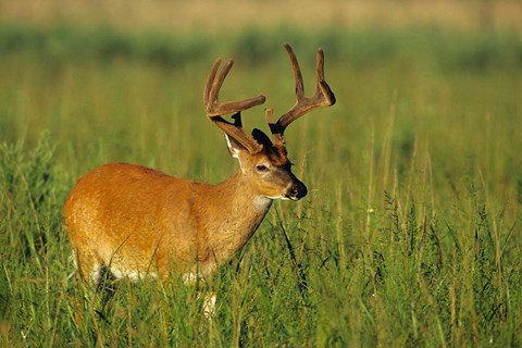 Framed White-Tailed Deer, Tennessee Print