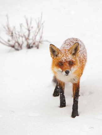 Framed Red Fox III Print